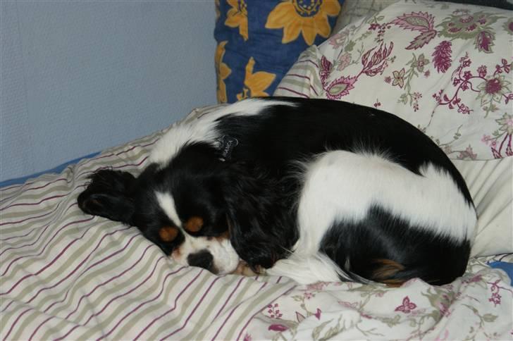 Cavalier king charles spaniel Bianca  - Zzzzz..Zzzzzz :) billede 9