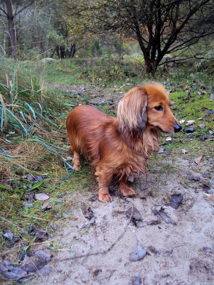 Miniature gravhund Michell billede 3