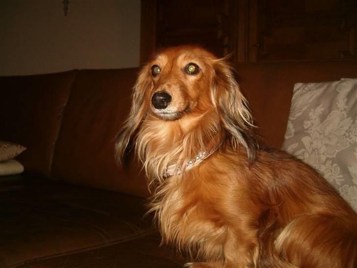 Miniature gravhund Michell billede 4