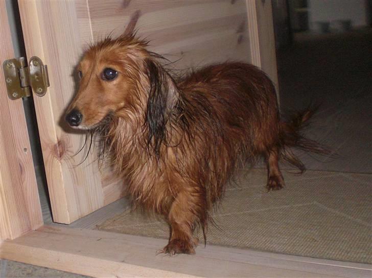 Miniature gravhund Michell - Michell efter hun har været i bad. billede 5