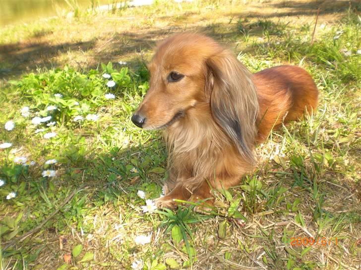 Miniature gravhund Michell - Smukke Michell.  billede 6