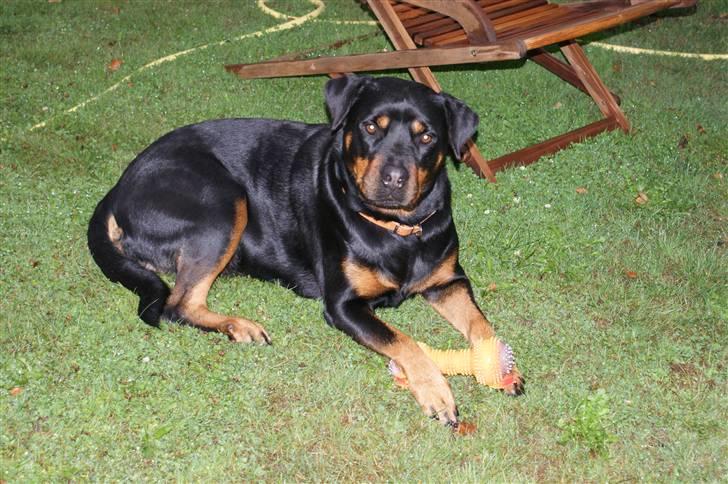 Rottweiler Freja  billede 9