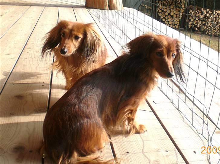 Miniature gravhund Michell - Michell sammen med sin datter Cirkeline. De har utroligt meget glæde af hinanden. De sover, spiser, leger og løber sammen.  billede 10