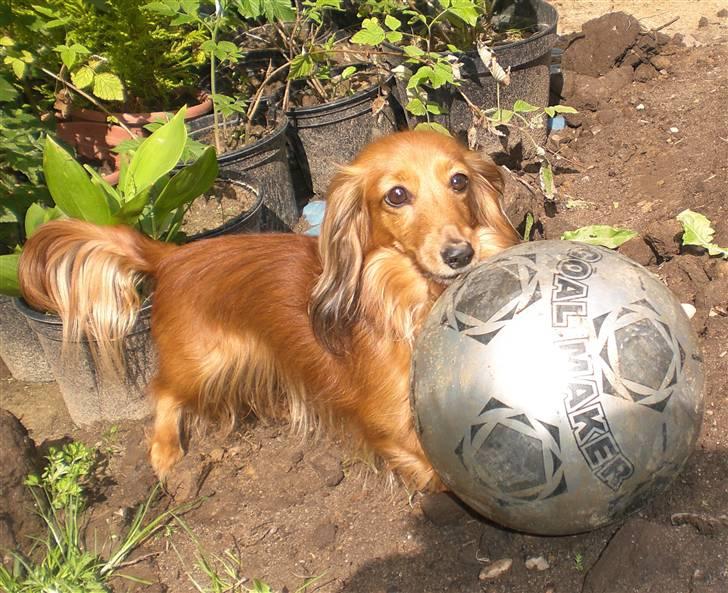 Miniature gravhund Michell - Det er så dejligt at se Michell lege med en bold. Michell har ellers aldrig være en legesyg hund som sådan, men den her bold er bare det bedste. billede 11