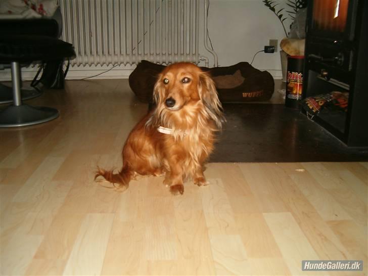 Miniature gravhund Michell billede 12