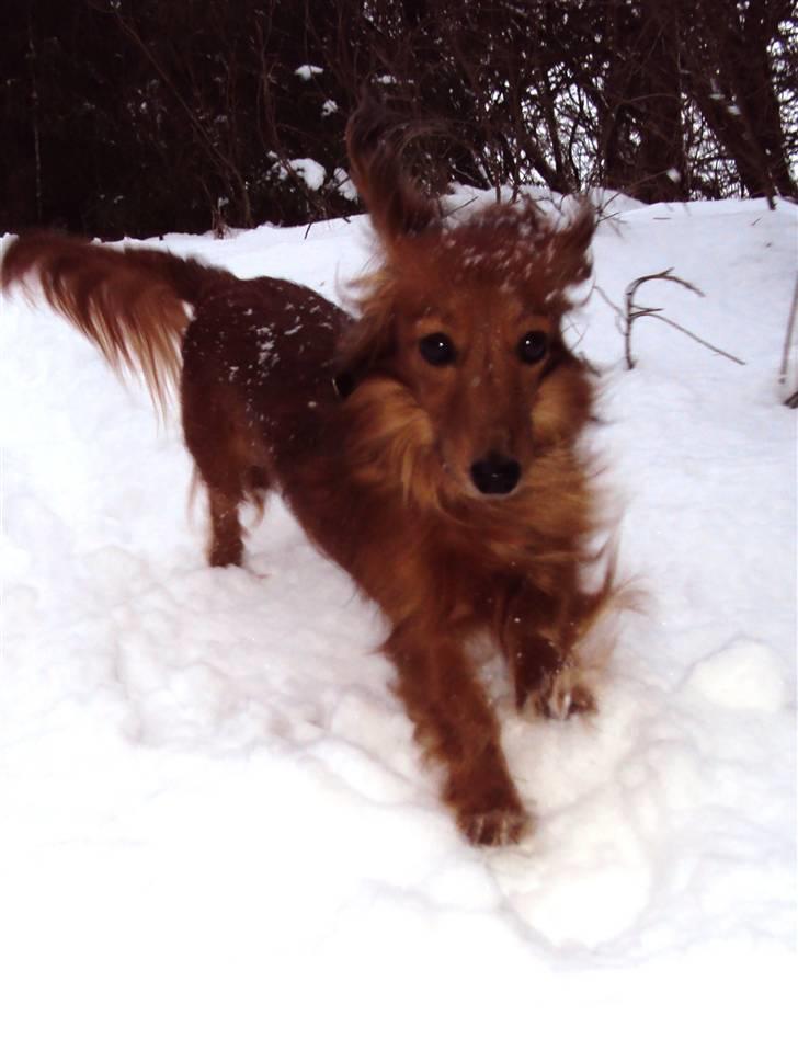 Miniature gravhund Michell - Michell hopper og springer rundt i skoven, hun kan nemt slå Cirkeline i kapløb, især på vejen hjem,for hun skal jo være sikker på at komme hjem igen og Michell kender godt vejen hjem ;)  billede 13