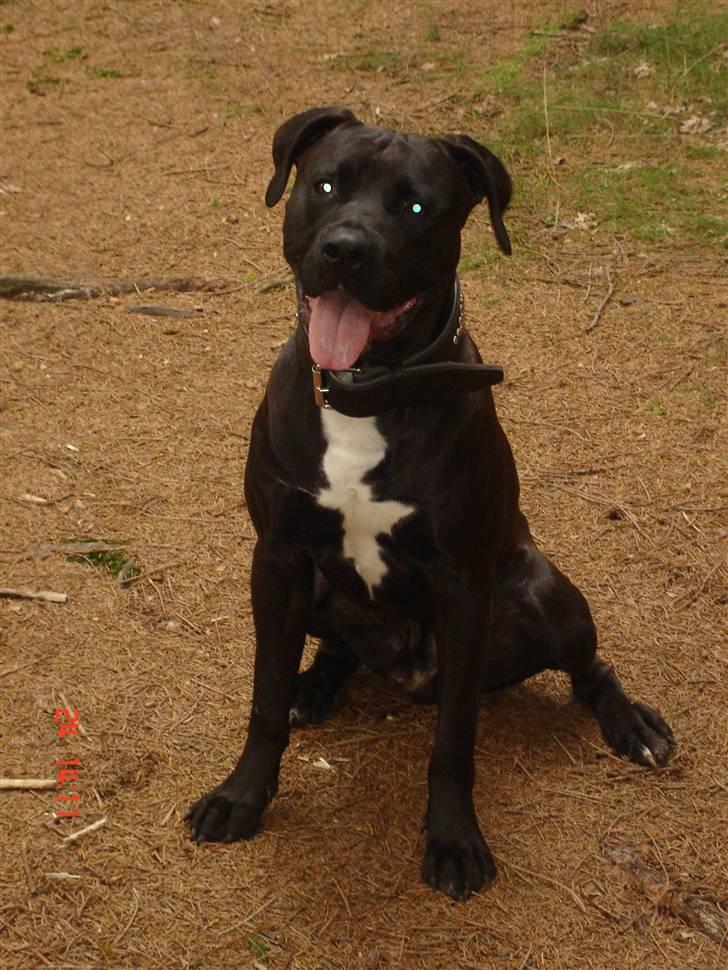 Amerikansk staffordshire terrier Jackie - Taget D.7 Juli 08, Der blev han 10 mdr :) billede 10