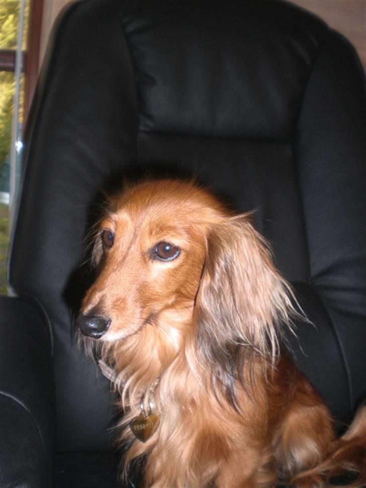 Miniature gravhund Michell billede 14