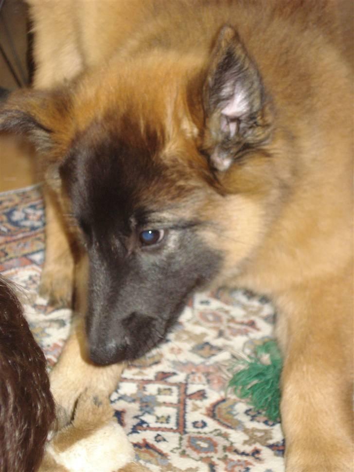 Belgisk hyrdehund Chitto'snmukkeste tæve. - Heei ´ Velkommen.. ´ Håber i kommer til at nyde billederne. ;p billede 1