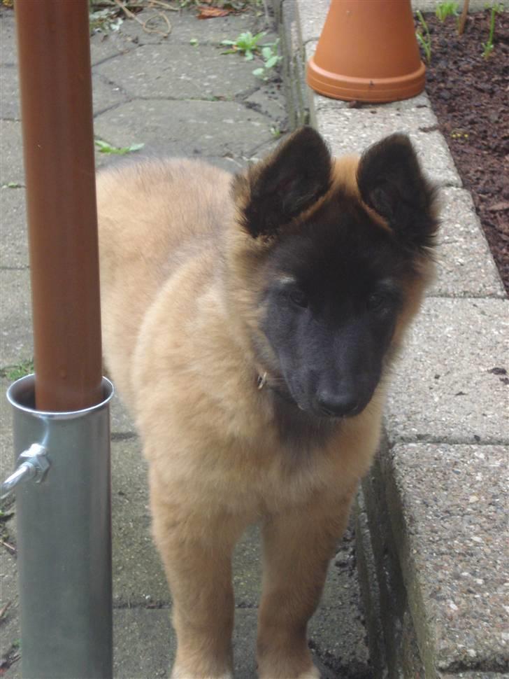 Belgisk hyrdehund Chitto'snmukkeste tæve. billede 2