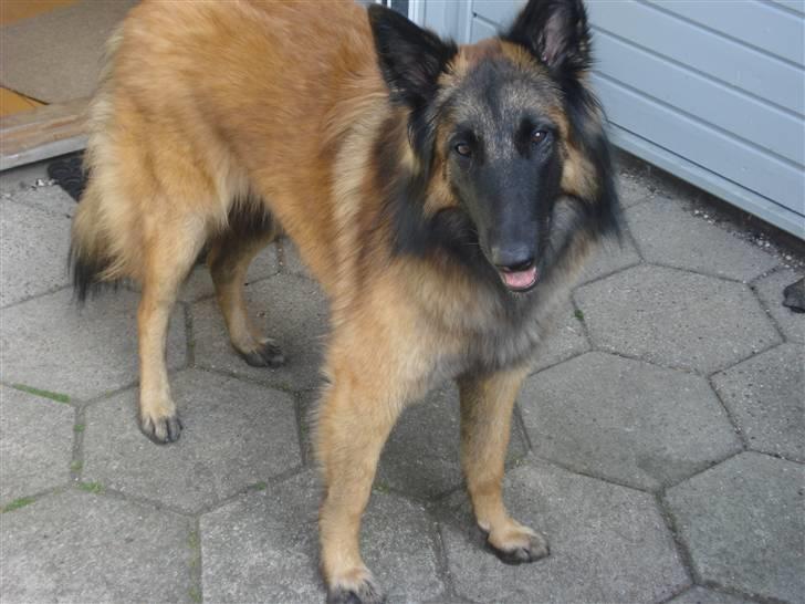 Belgisk hyrdehund Chitto'snmukkeste tæve. - nu er den så blevet lidt større ;) . billede 3