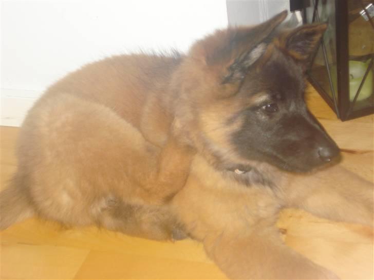 Belgisk hyrdehund Chitto'snmukkeste tæve. billede 5