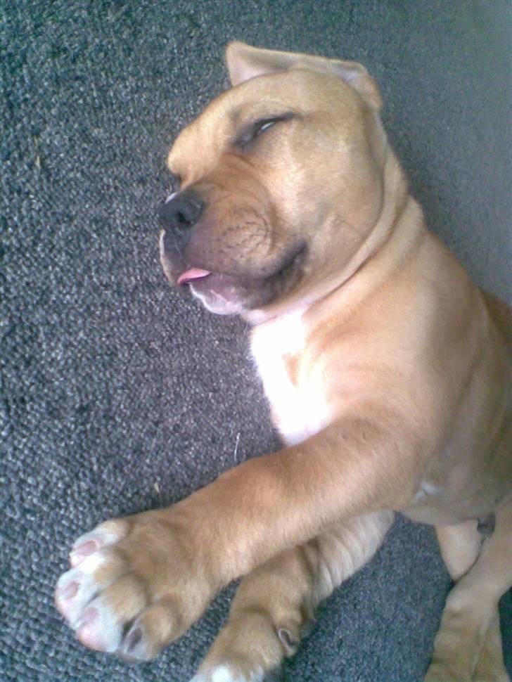 Blanding af racer Felix. .  - Lille og træt :-) billede 11