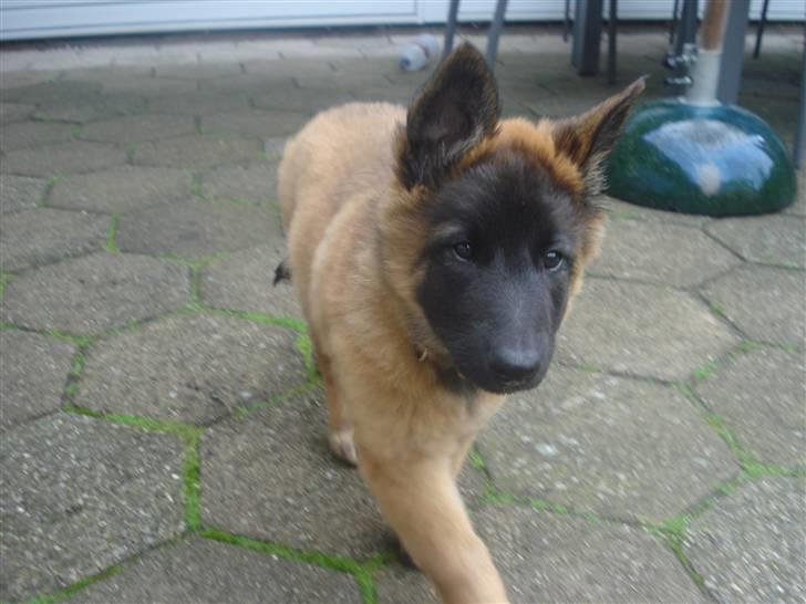 Belgisk hyrdehund Chitto'snmukkeste tæve. billede 6