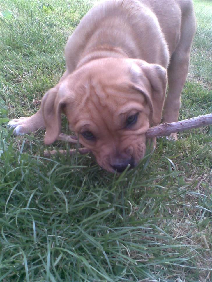 Blanding af racer Felix. .  - Hygge i haven :-) billede 12