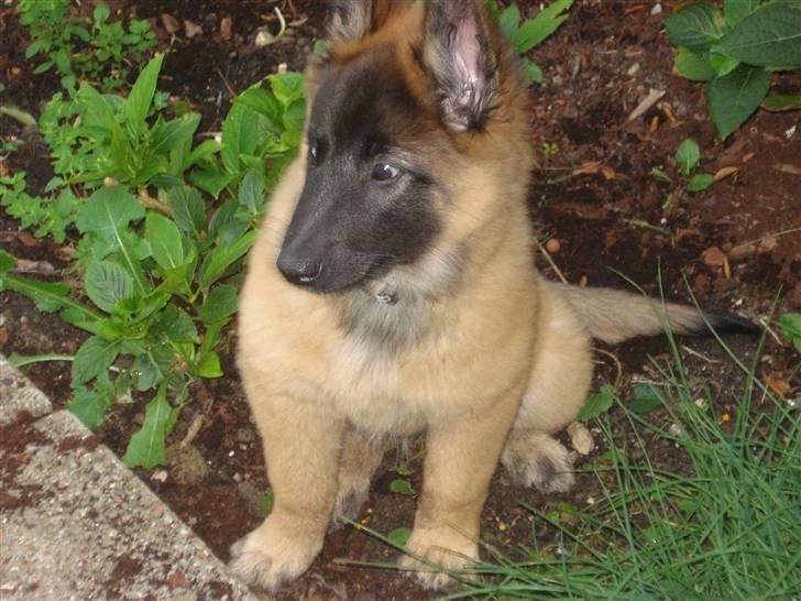 Belgisk hyrdehund Chitto'snmukkeste tæve. billede 7