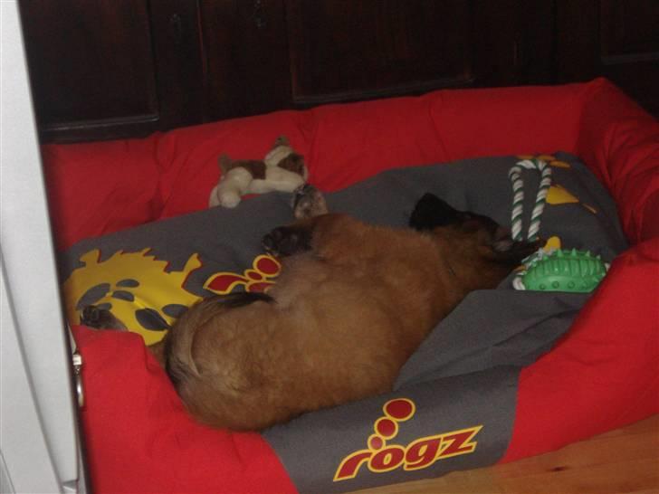 Belgisk hyrdehund Chitto'snmukkeste tæve. - første aften den var hjemme hos os.  billede 8