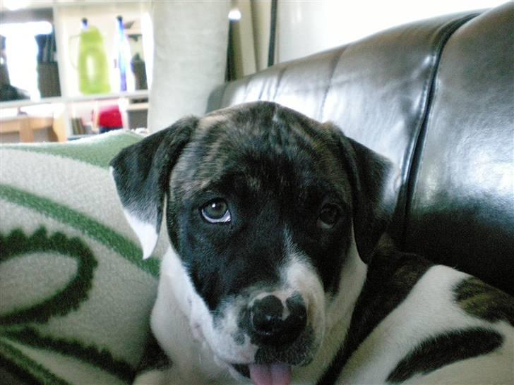 Amerikansk bulldog Mille - 8 uger billede 1