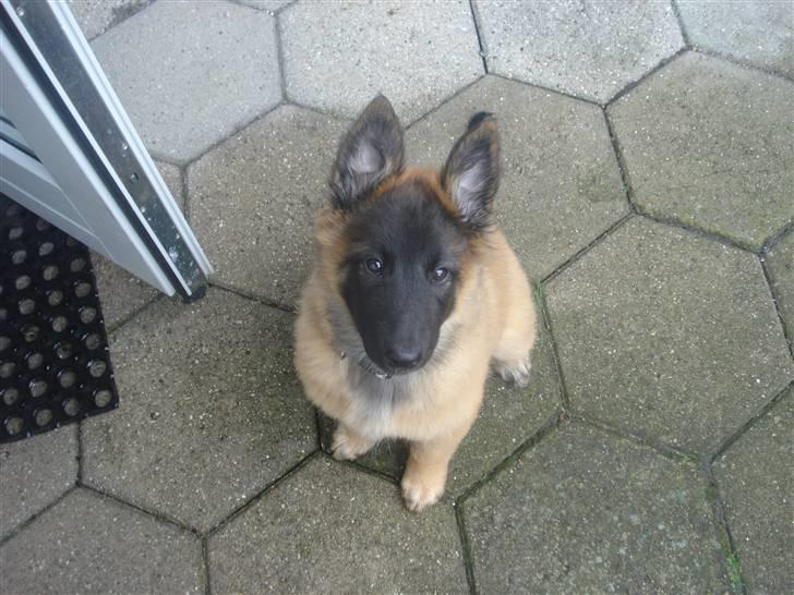Belgisk hyrdehund Chitto'snmukkeste tæve. billede 9