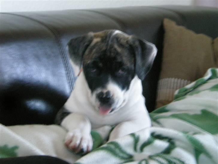 Amerikansk bulldog Mille - 8 uger billede 2