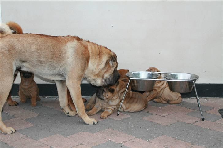 Shar pei Zulu - Zulu med Micha´s hvalpe..  billede 4