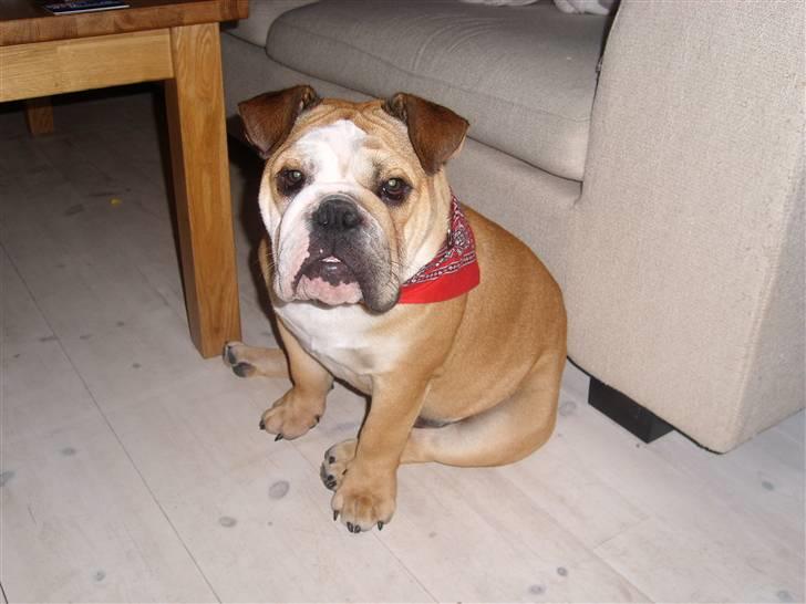 Engelsk bulldog manfred - manfred med fint bandana billede 9