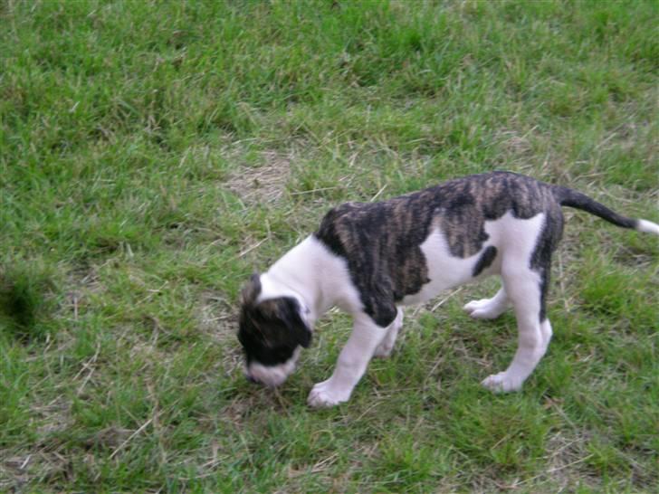 Amerikansk bulldog Mille - 8 uger billede 3