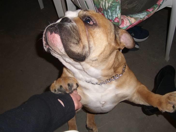 Engelsk bulldog manfred - manfred vil lege billede 10