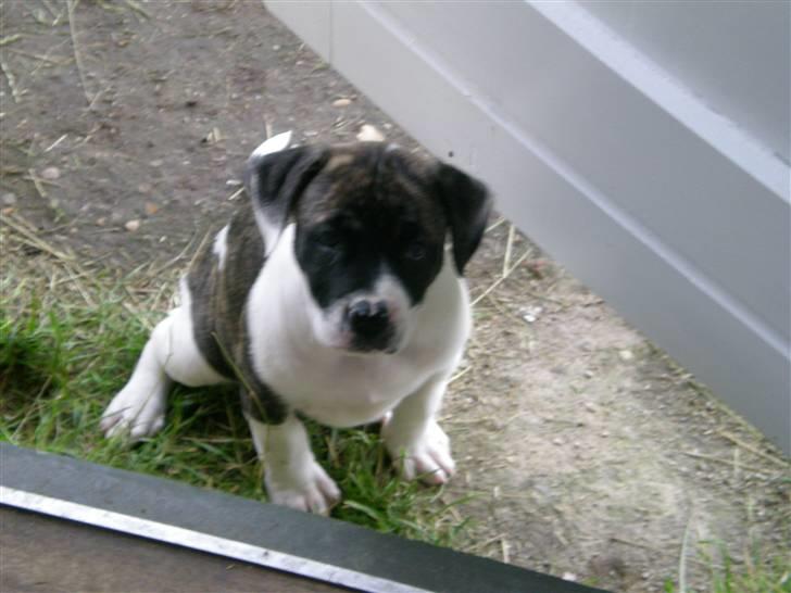 Amerikansk bulldog Mille - 8 uger billede 4