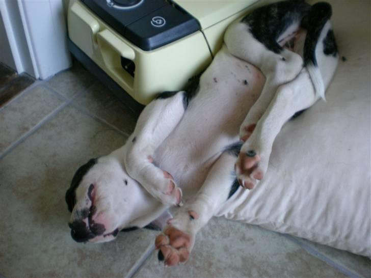 Amerikansk bulldog Mille - Sådan sover jeg (: billede 5