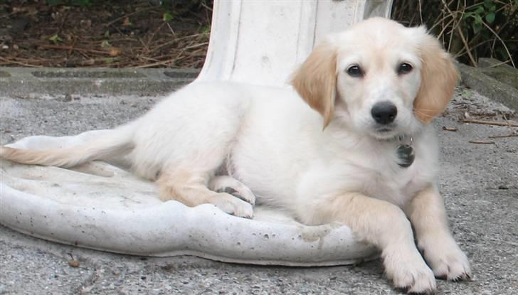 Golden retriever Sika - Vi må vende vores fuglebad om pga. vores vandhund billede 11