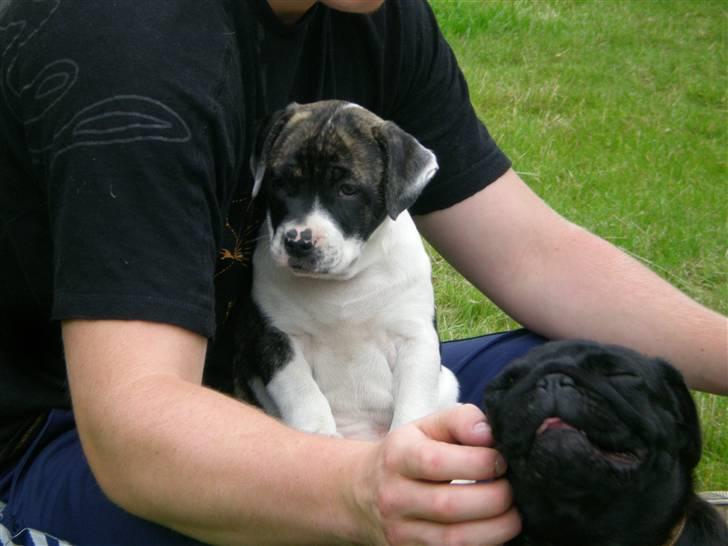 Amerikansk bulldog Mille - 8 uger billede 6