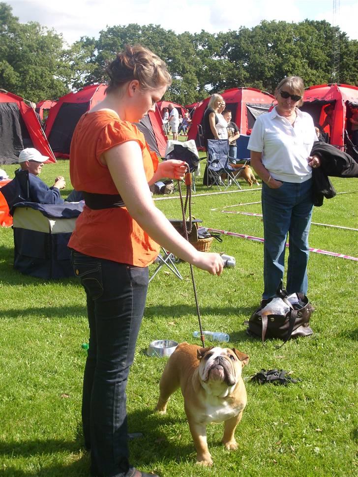 Engelsk bulldog manfred - så er vi klar til at gå ind mor er nervøs..... billede 11