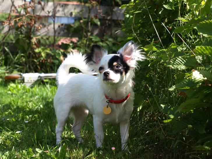 Chihuahua Abigail - 1/8 2008 billede 6