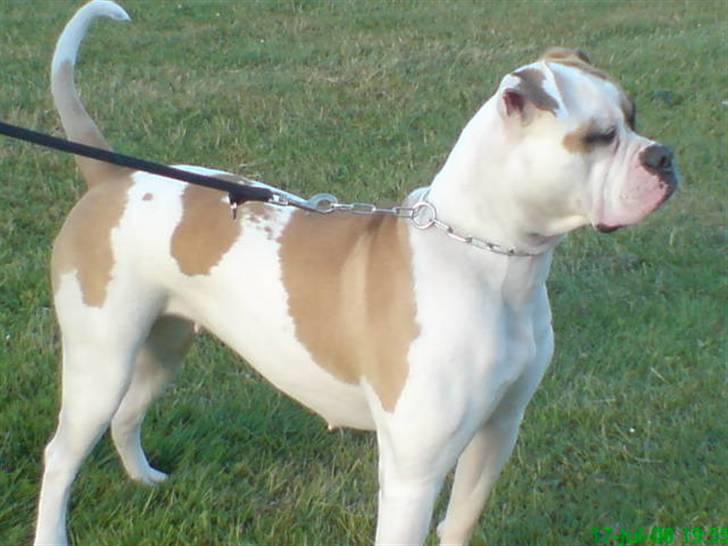 Amerikansk bulldog liva - rigtig flot... billede 14