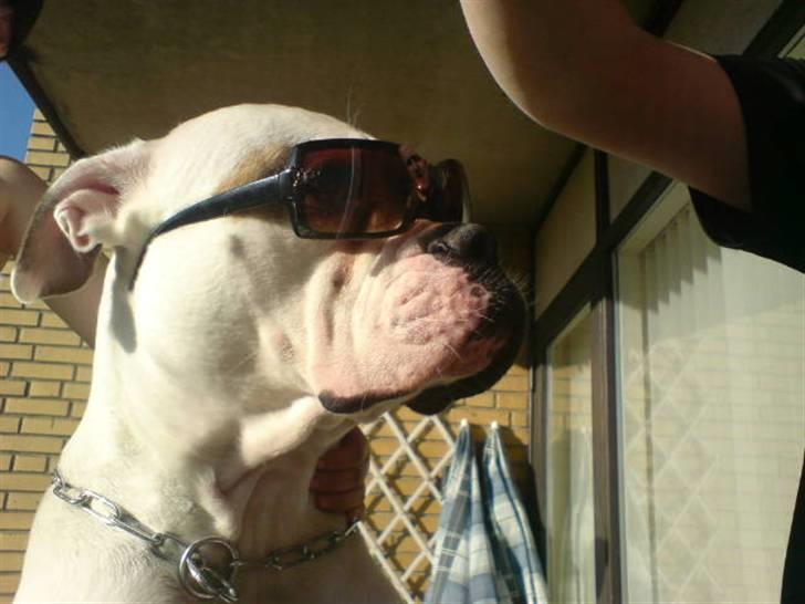 Amerikansk bulldog liva - solen er lidt skarp idag... billede 16