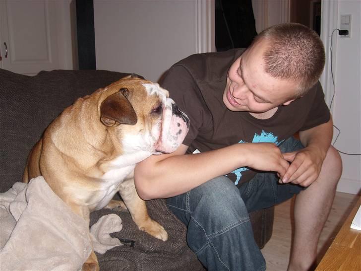 Engelsk bulldog manfred - manfred kigger på jesper billede 12