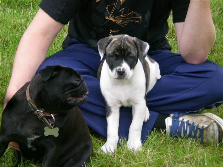 Amerikansk bulldog Mille - 8 uger billede 7