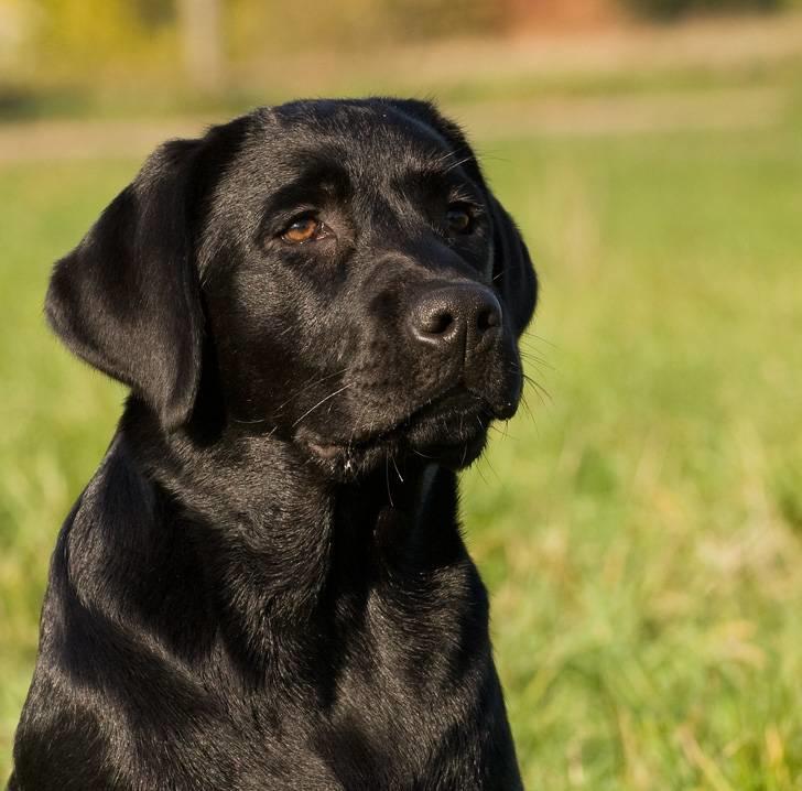 Labrador retriever Kaido  (Hvil i fred, smukke pige) billede 17