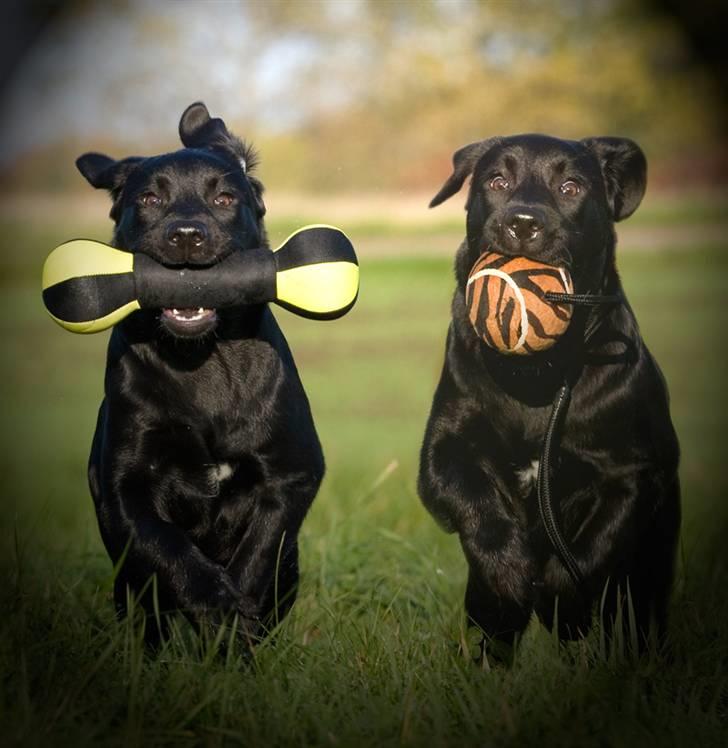 Labrador retriever Kaido  (Hvil i fred, smukke pige) billede 18