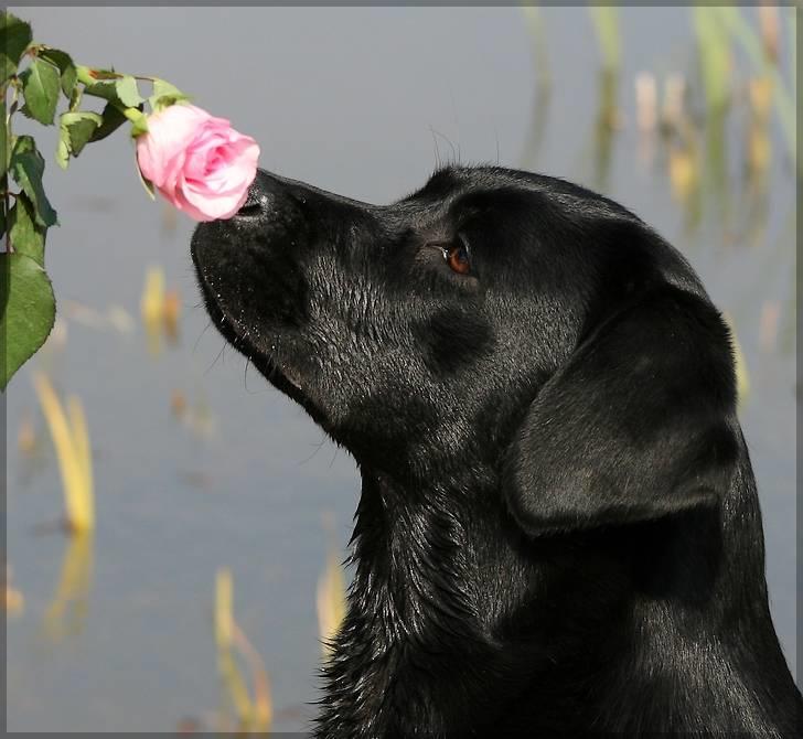 Labrador retriever Kaido  (Hvil i fred, smukke pige) billede 19