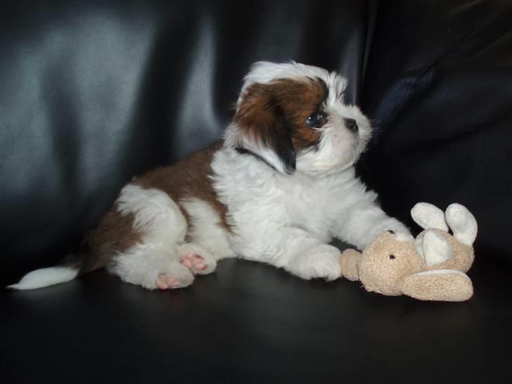 Lhasa apso Otto - Det er Otto til venstre ;-) billede 1