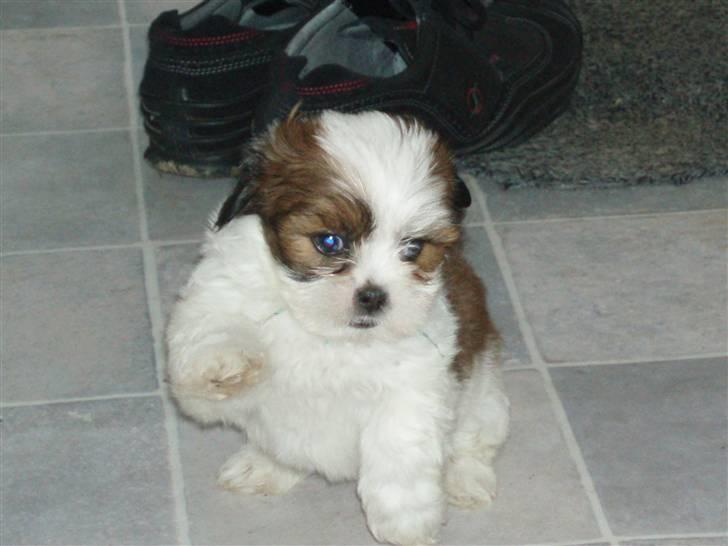 Lhasa apso Otto - Hej, er jeg ikke sød!  billede 2