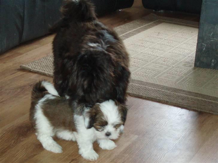 Lhasa apso Otto - Min halvbror Lui besøger mig hos min kennel! billede 3