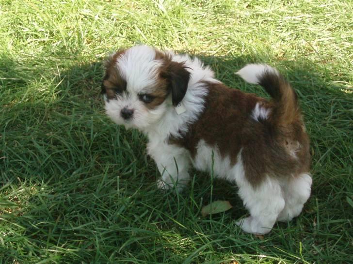 Lhasa apso Otto - Dejligt at komme ud i det gode vejr! billede 4