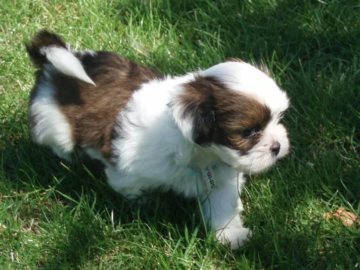 Lhasa apso Otto - Tager mig lige en lille løbetur. billede 5