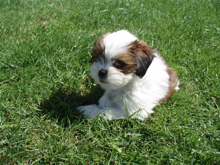 Lhasa apso Otto - Hjemme i min nye familie´s have! billede 6