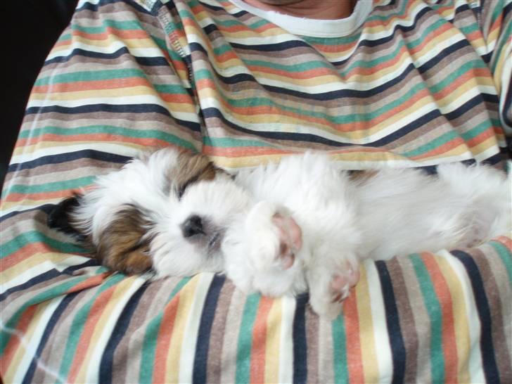 Lhasa apso Otto - En lille lur i min menneske-far´s arme! billede 7