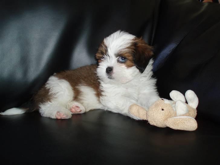 Lhasa apso Otto - Mig og min nye bamse i sofa´en. billede 8