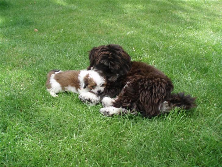 Lhasa apso Otto - Hej. brormand, skal vi putte? billede 9